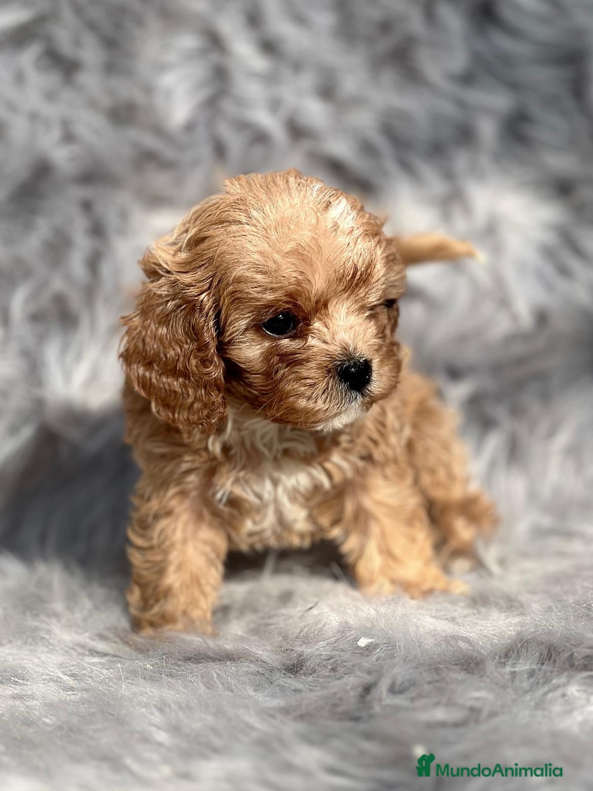Cavapoo perros CAVAPOO APRICOT TOY DISPONIBLES en Barcelona - Anuncio 22