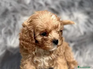 Cavapoo perros CAVAPOO APRICOT TOY DISPONIBLES en Barcelona - Anuncio 2