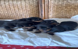 Rottweiler perros en venta: Rottweiler - Imagen 7