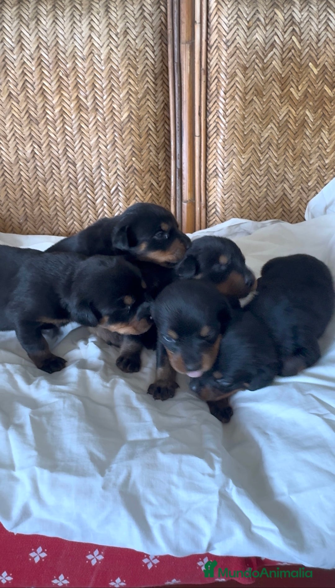 Rottweiler perros en venta: Rottweiler - Imagen 7
