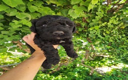 Perro de Agua Español perros en venta: Ultimo perro de aguas - Imagen 9
