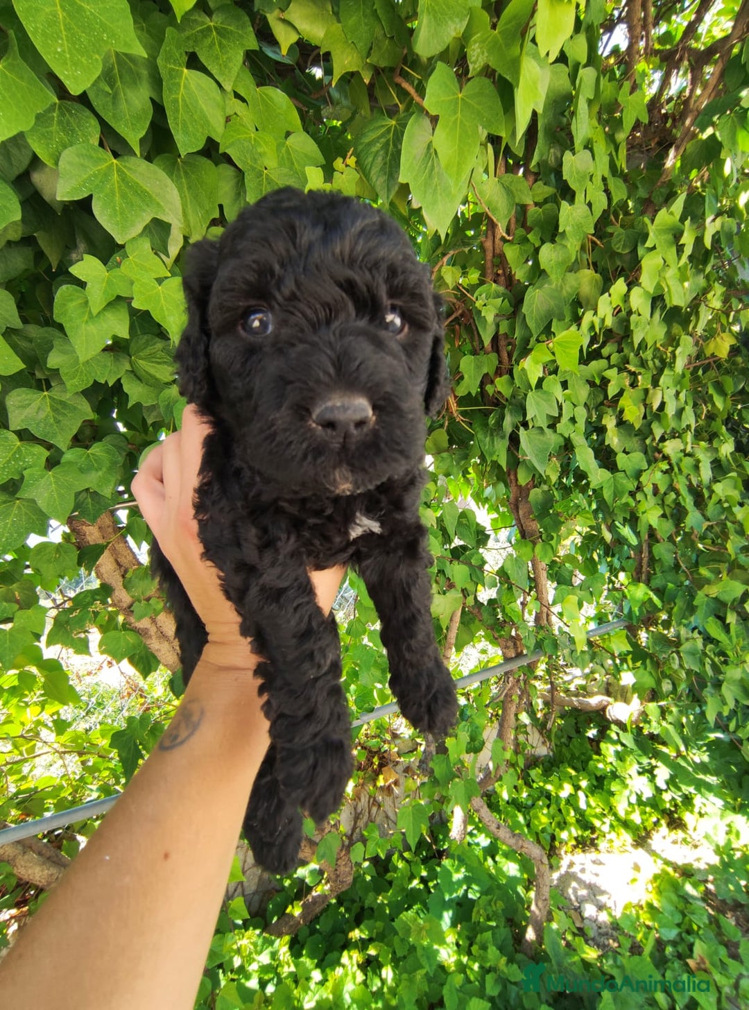 Perro de Agua Español perros en venta: Ultimo perro de aguas - Imagen 9
