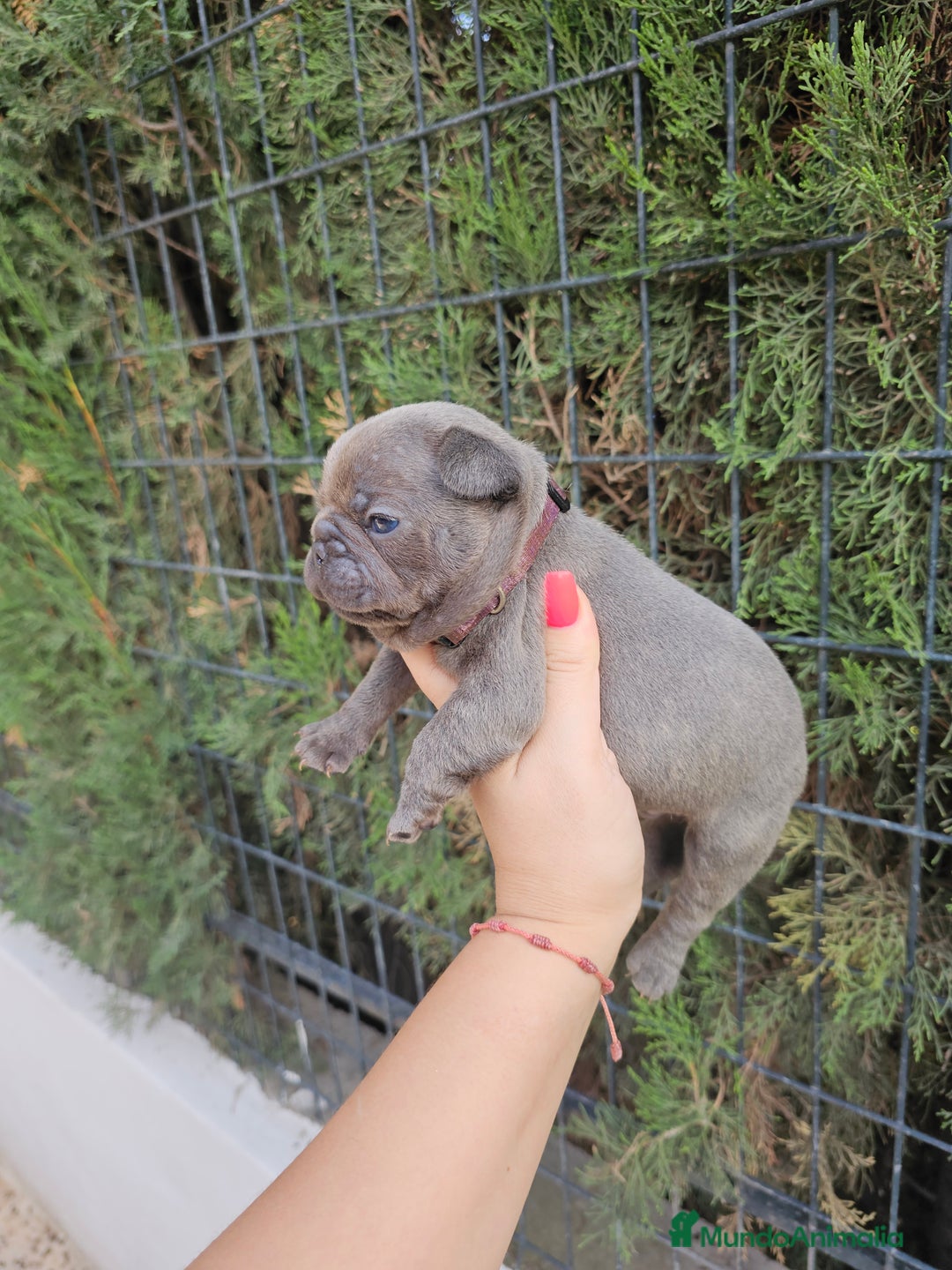 Bulldog Francés perros en venta: Bulldog francés blue y lilac - Imagen 5