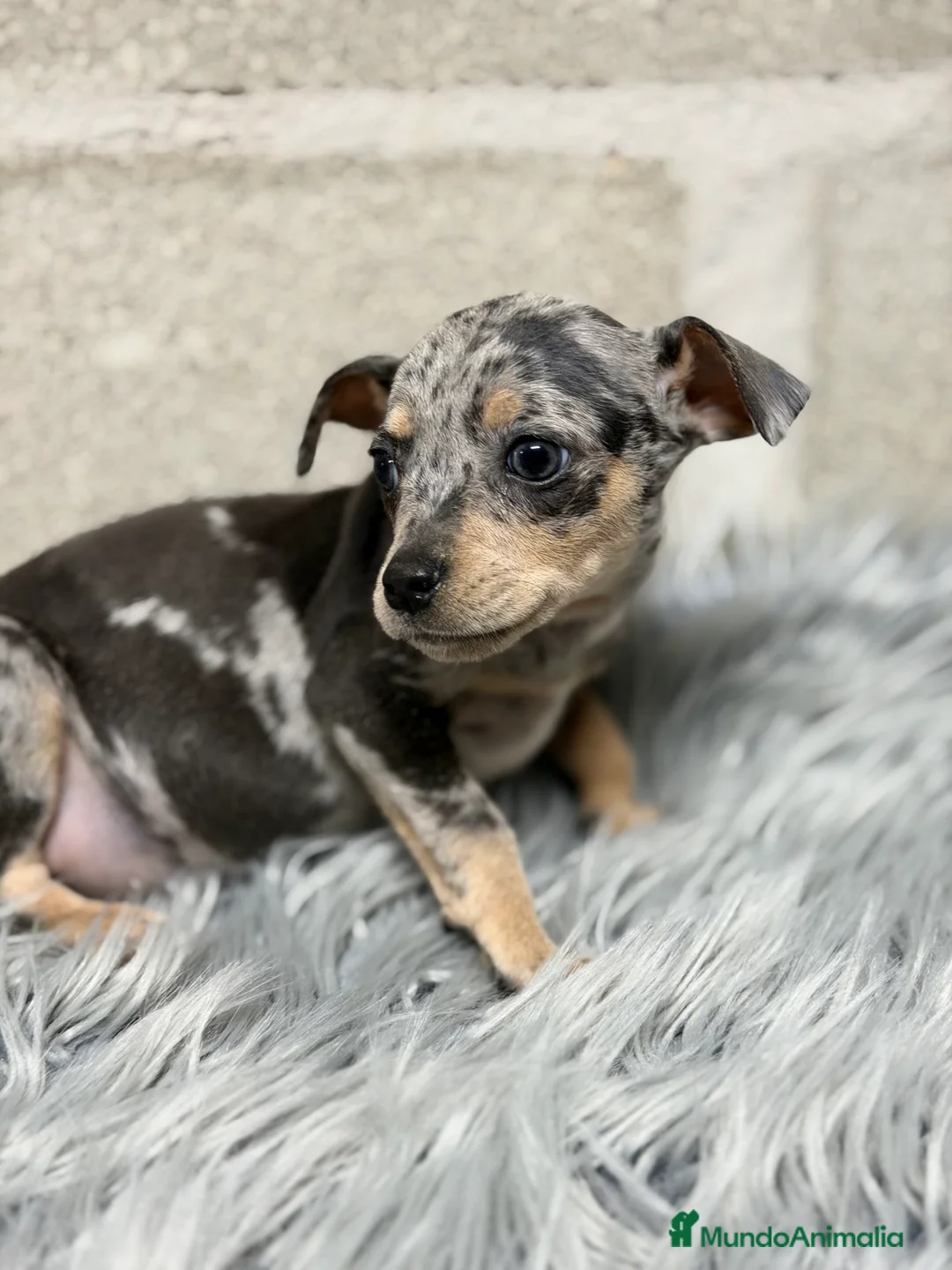 Pinscher Miniatura perros en venta: Minipincher Merle  - Anuncio 5