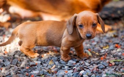 Teckel Miniatura perros en venta: TECKEL SEVILLA  - Imagen 3