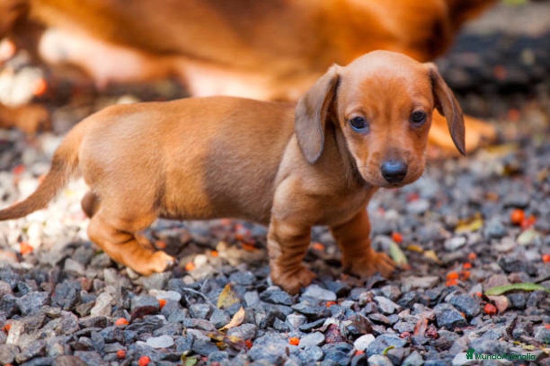 Teckel Miniatura perros en venta: TECKEL SEVILLA  - Imagen 3