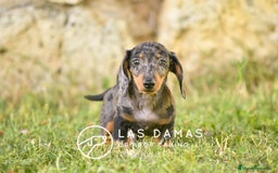Teckel perros en venta: Teckel 🌭 Pequeños de patas, grandes de alma - Imagen 3