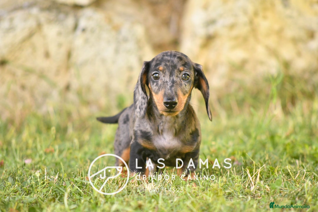Teckel perros en venta: Teckel 🌭 Pequeños de patas, grandes de alma - Imagen 3