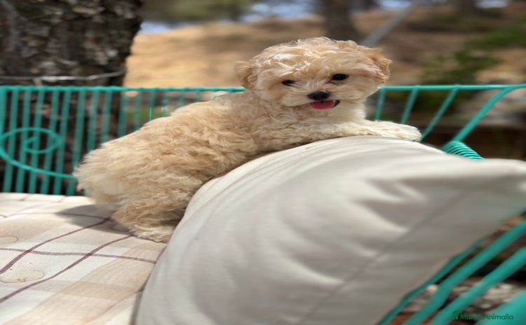 Maltipoo perros - Propaganda 2