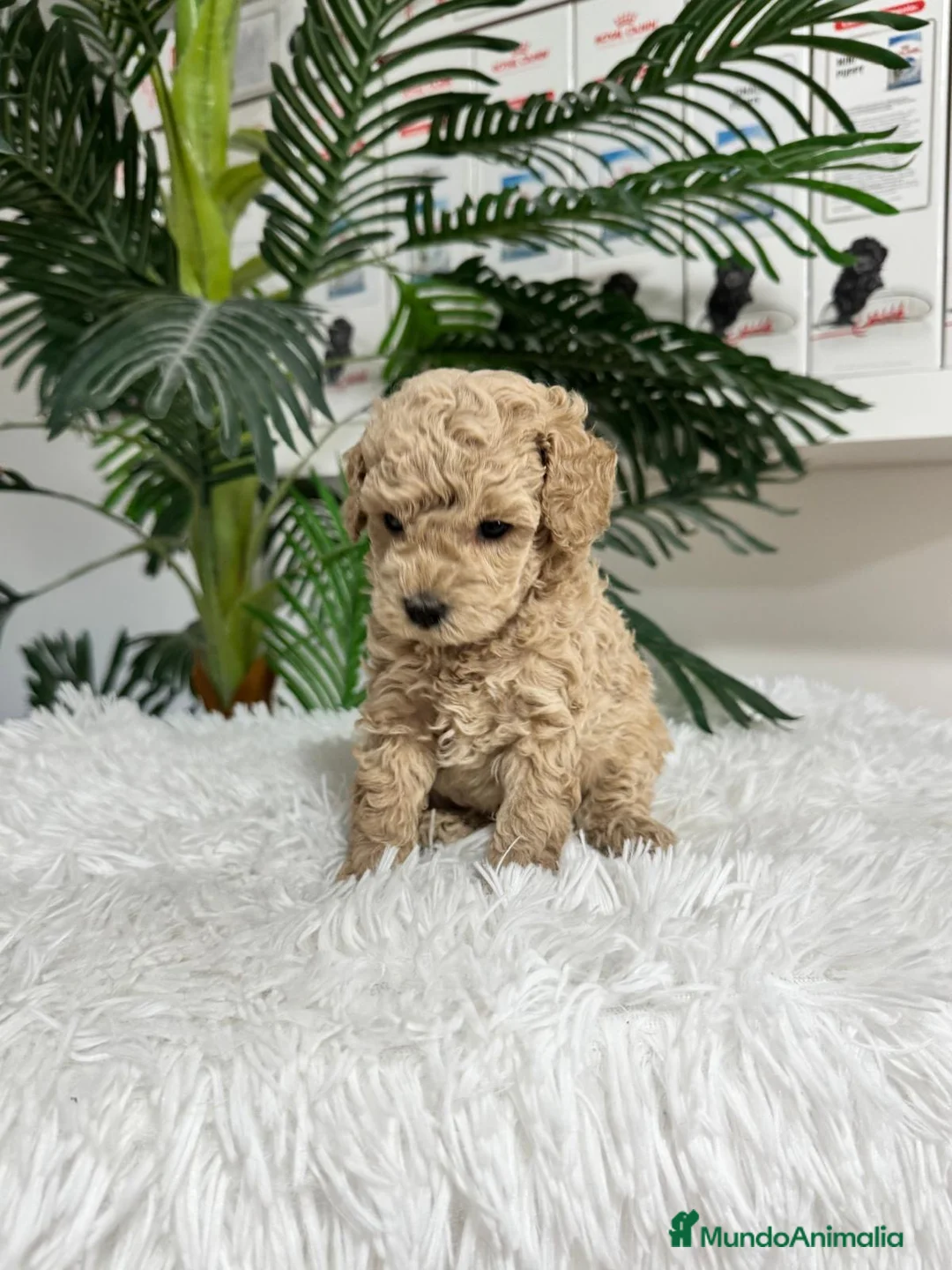 Caniche Enano perros en venta: CANICHE ENANO - Anuncio 2