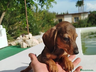 Teckel Miniatura perros - Anuncio 12