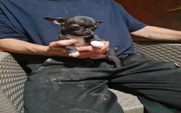 Chihuahua perros en venta: Chihuahua toy - Imagen 9