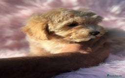 Maltipoo perros en venta: Maltipoo Apricot  - Imagen 4