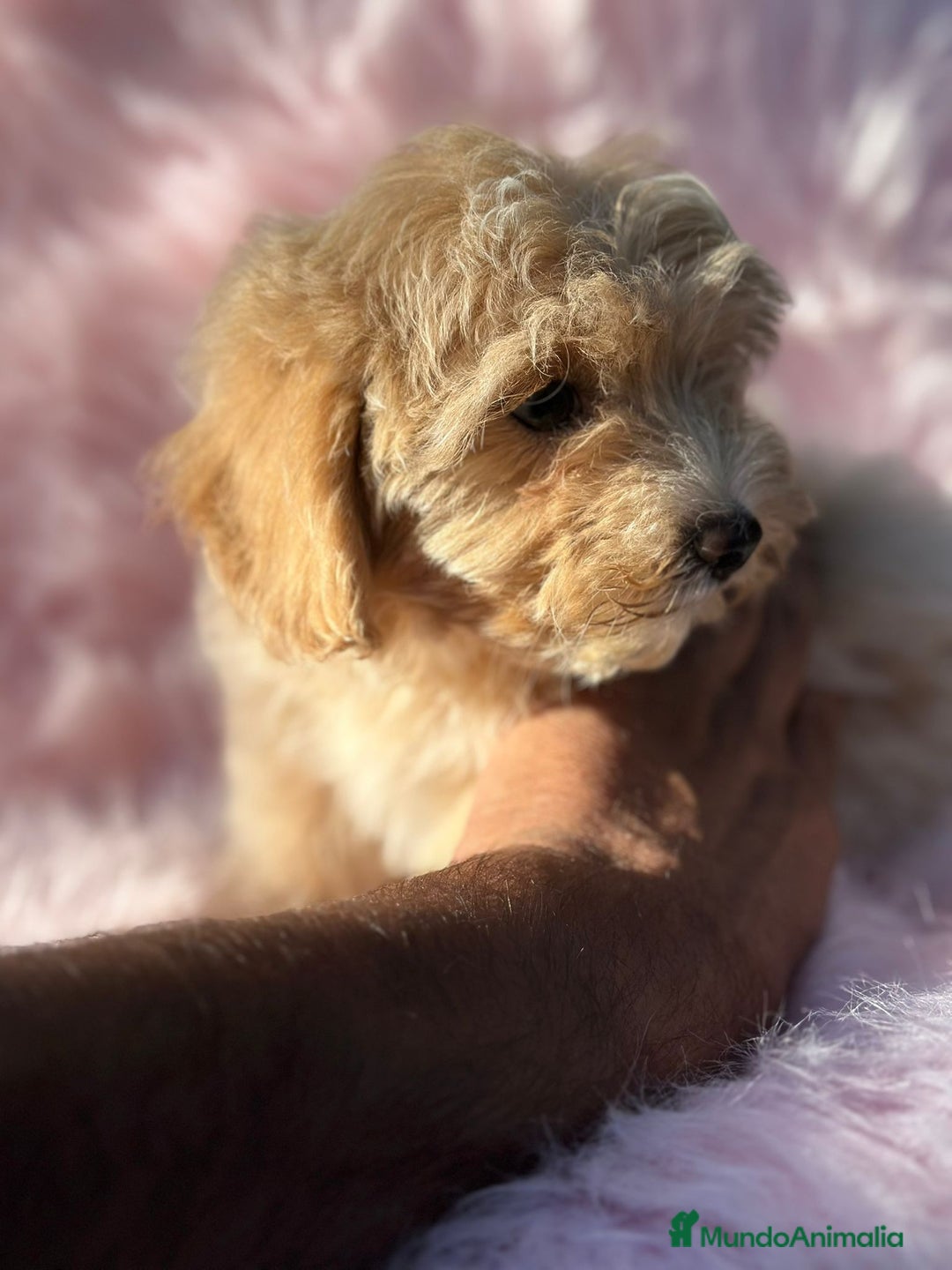 Maltipoo perros en venta: Maltipoo Apricot  - Imagen 4
