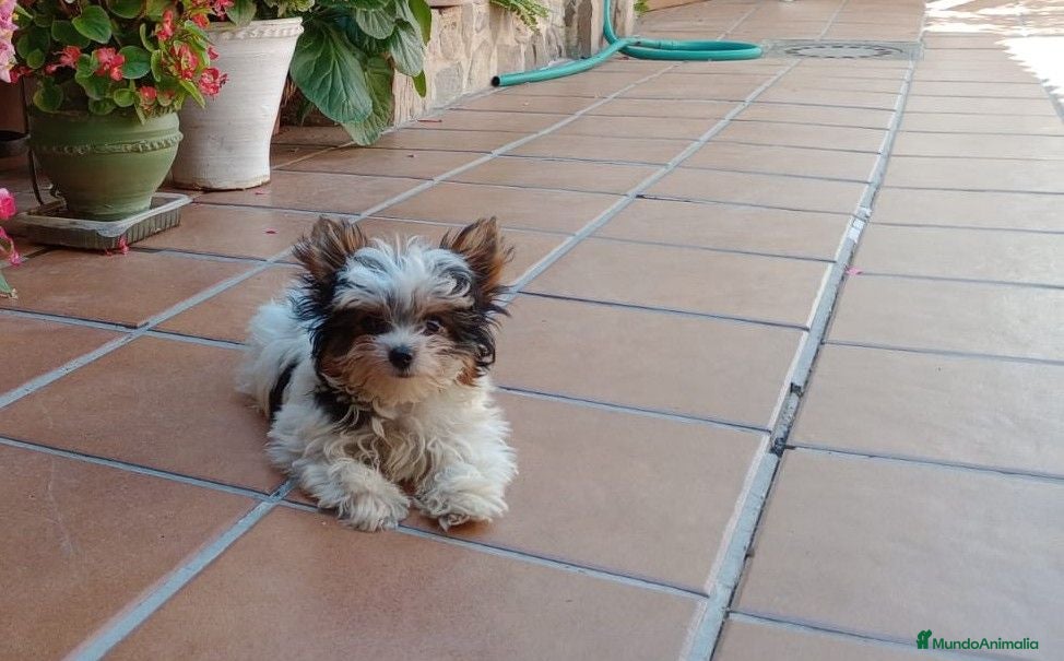 Yorkshire Terrier perros briewer - Anuncio 1