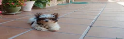 Yorkshire Terrier perros en venta: briewer - Anuncio 1