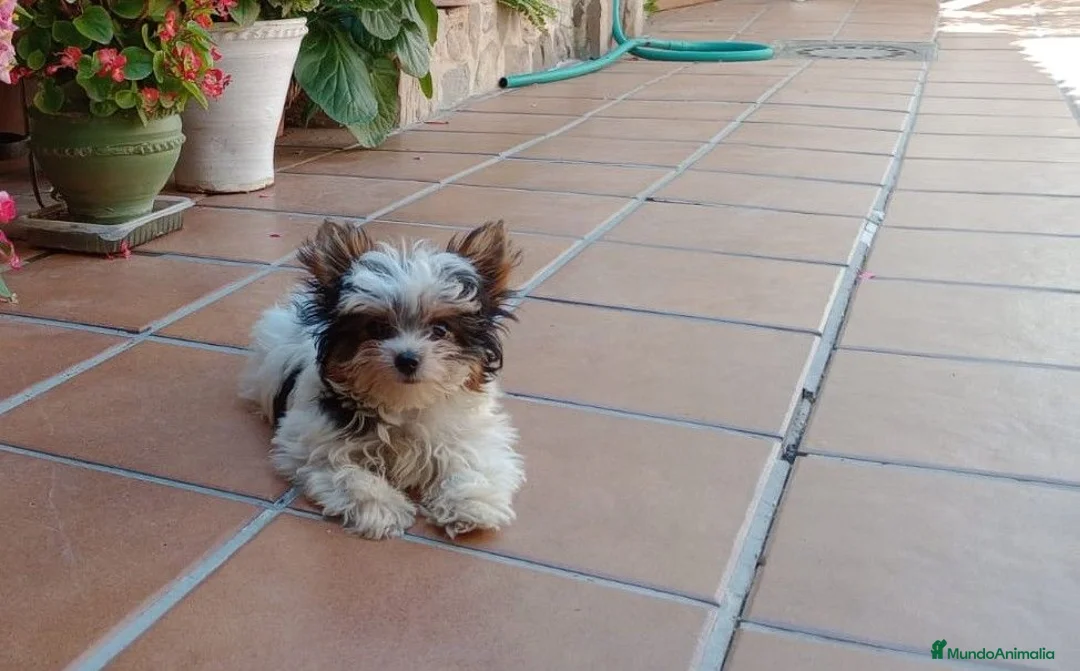 Yorkshire Terrier perros en venta: briewer - Anuncio 1