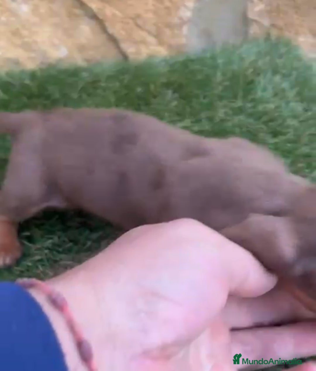 Teckel Miniatura perros en venta: Teckel Mini Arlequin - Anuncio 4