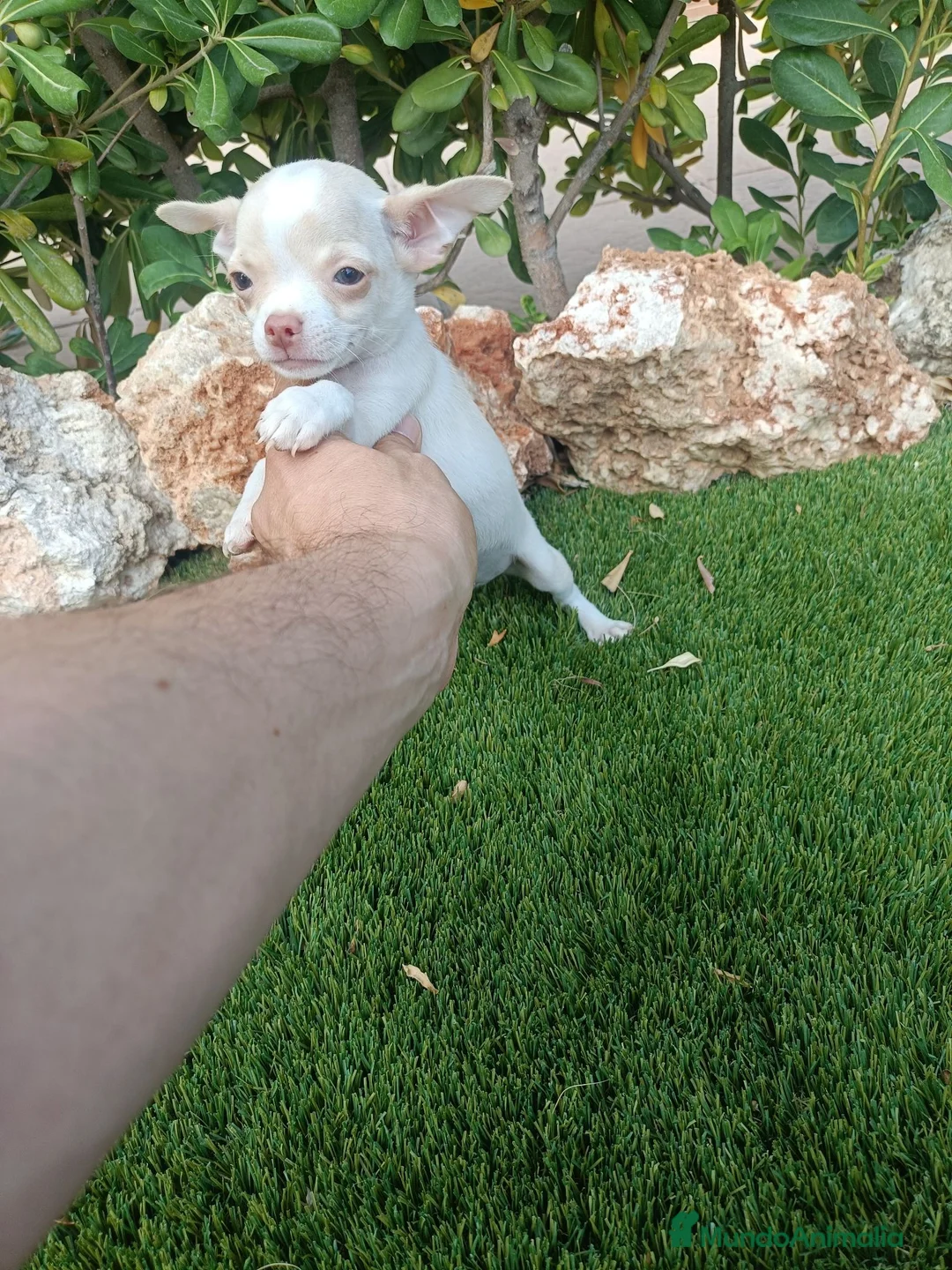 Chihuahua perros en venta: Machito Canela - Anuncio 2