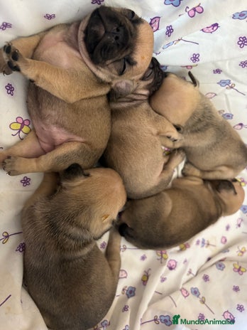 Bulldog Francés perros - Anuncio 1