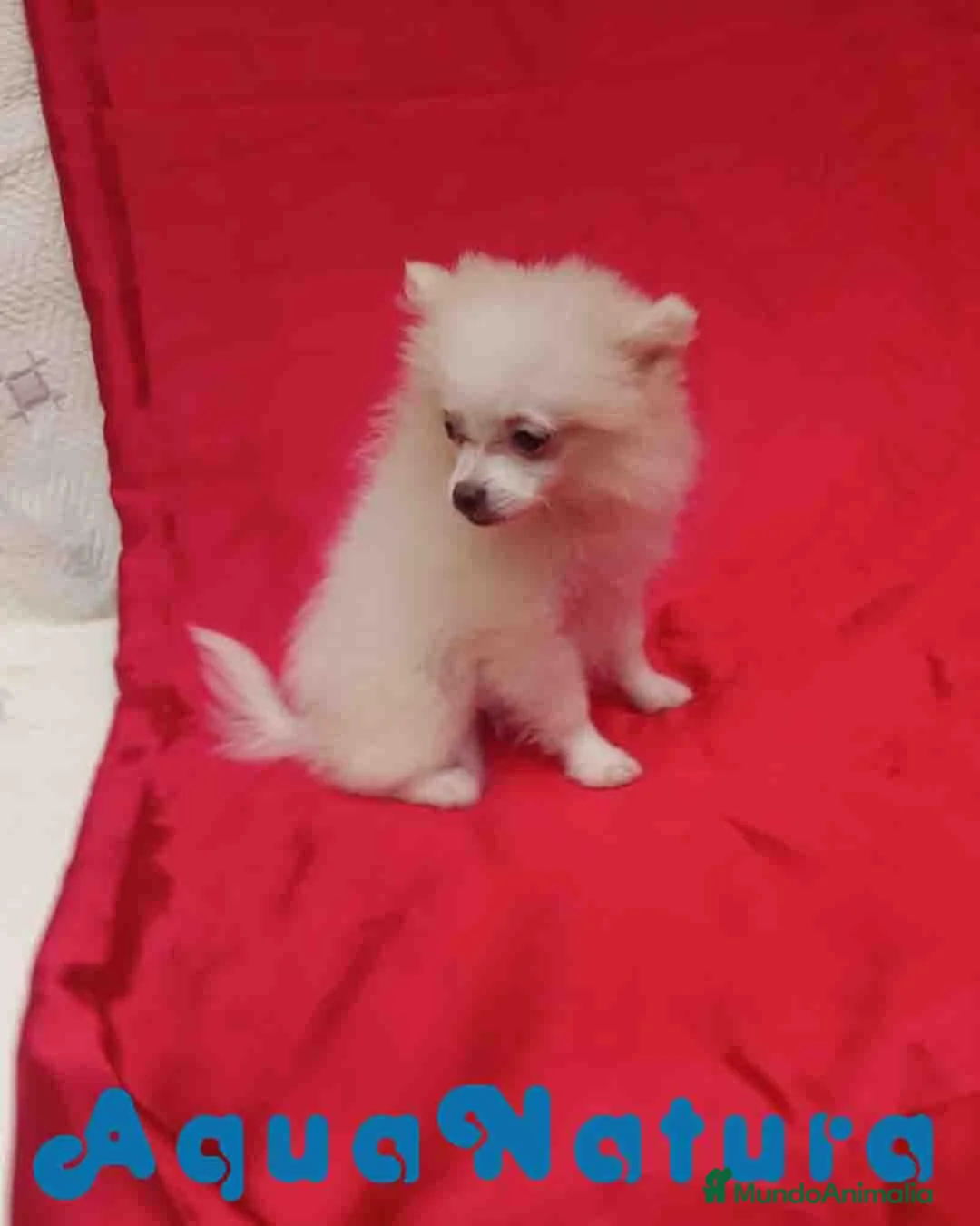 Pomerania perros en venta: Pomerania Hembra 8296 AQUANATURA - Anuncio 9