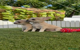 Chihuahua perros en venta: CHIHUAHUA MACHO - Imagen 10