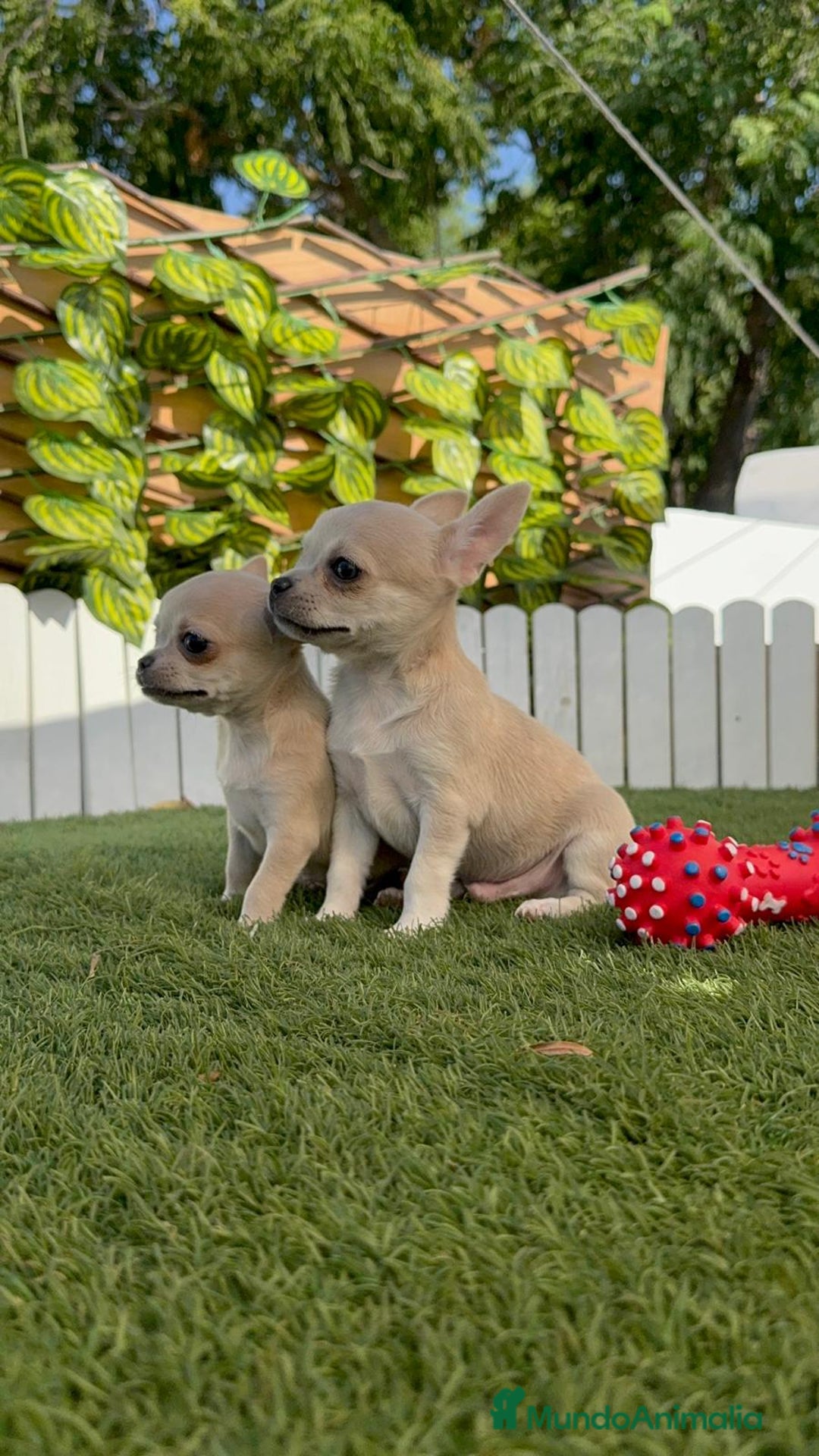 Chihuahua perros en venta: CHIHUAHUA MACHO - Imagen 10