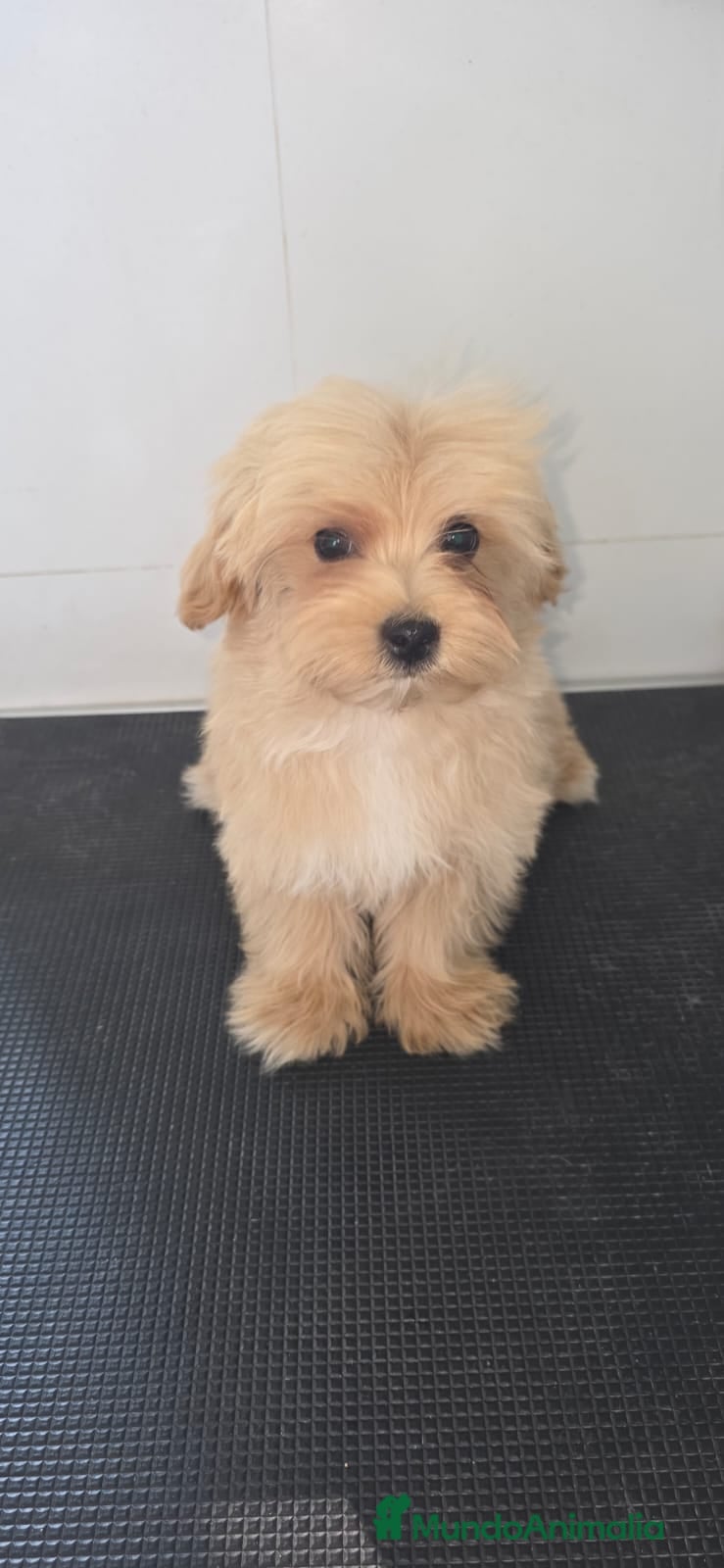 Maltipoo perros Maltipoo toy - Anuncio 2