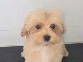 Maltipoo perros Maltipoo toy - Anuncio 2