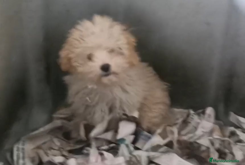 Maltipoo perros Último cachorrito de Maltipoo  - Anuncio 15