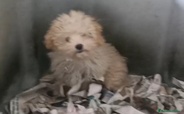 Maltipoo perros Último cachorrito de Maltipoo  - Anuncio 4