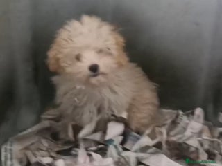 Maltipoo perros Último cachorrito de Maltipoo - Anuncio 4