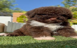 Perro de Agua Español perros en venta: PERRO DE AGUA HEMBRA - Imagen 7
