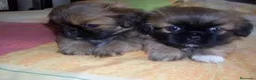 Pekinés perros en venta: Pekines - Anuncio 2
