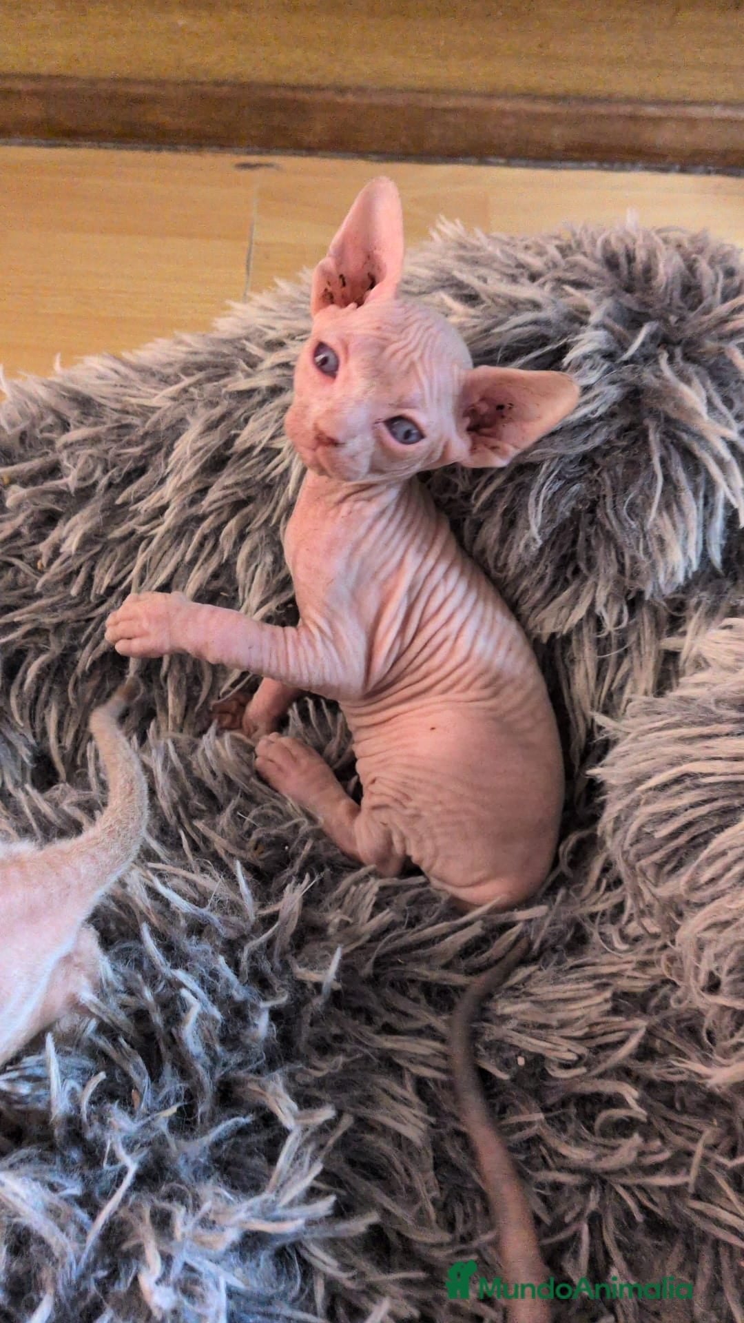 Sphynx gatos en venta: GATITOS SPHYNX HEMBRA ELFA - Imagen 7