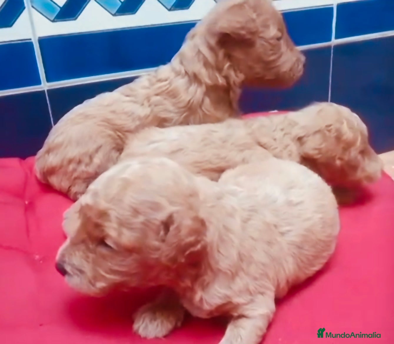 Raza Mixta perros Caniche mini machos  - Anuncio 28
