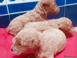 Raza Mixta perros Caniche mini machos - Anuncio 28