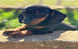 Teckel Miniatura perros en venta: Teckel negro fuego mini - Anuncio 5