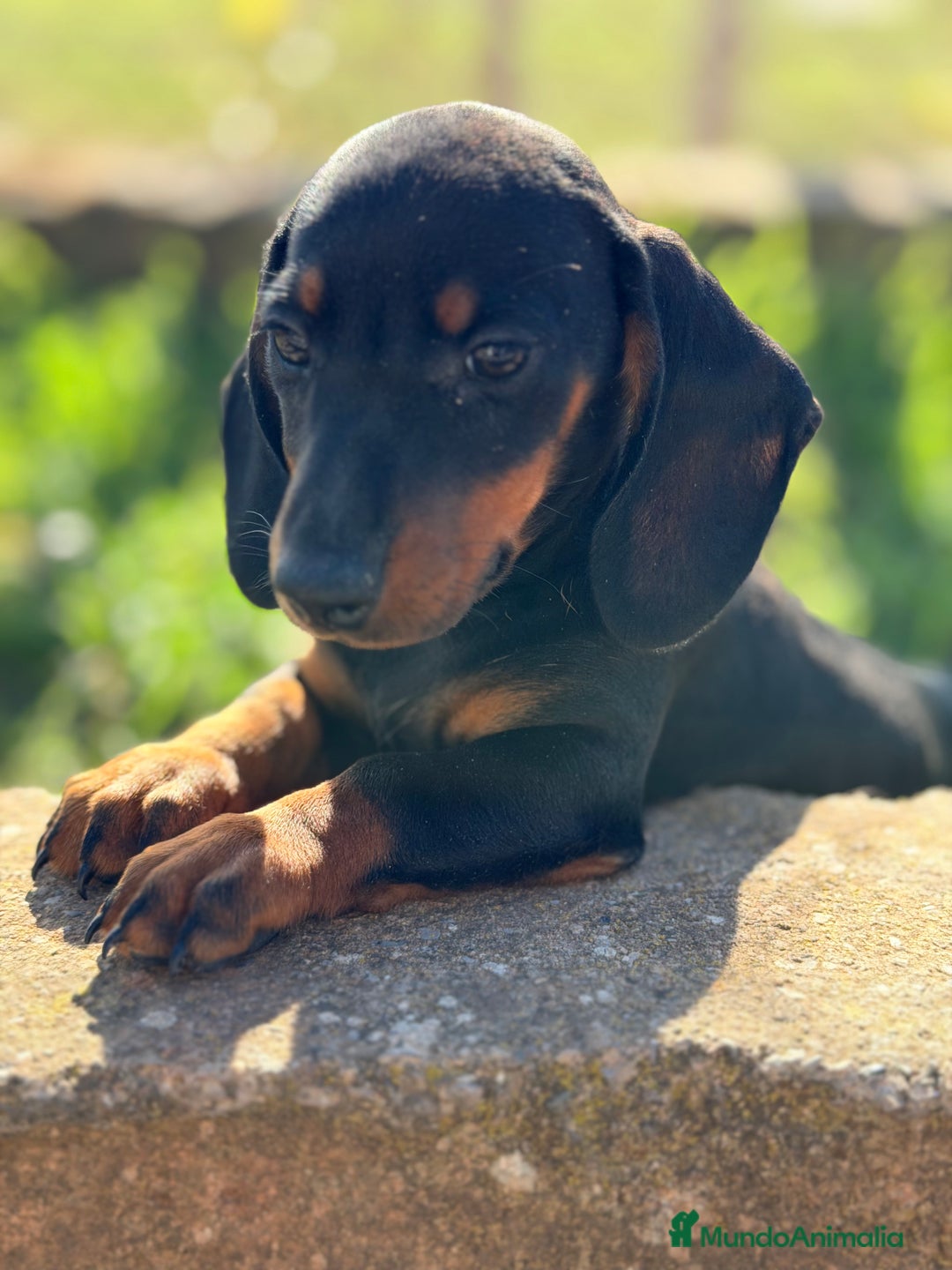 Teckel Miniatura perros en venta: Teckel negro fuego mini - Anuncio 5