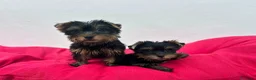Yorkshire Terrier perros en venta: Yorkshire miniatura  - Anuncio 3
