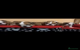 Bulldog Inglés perros en venta: Bulldog ingles  - Imagen 2