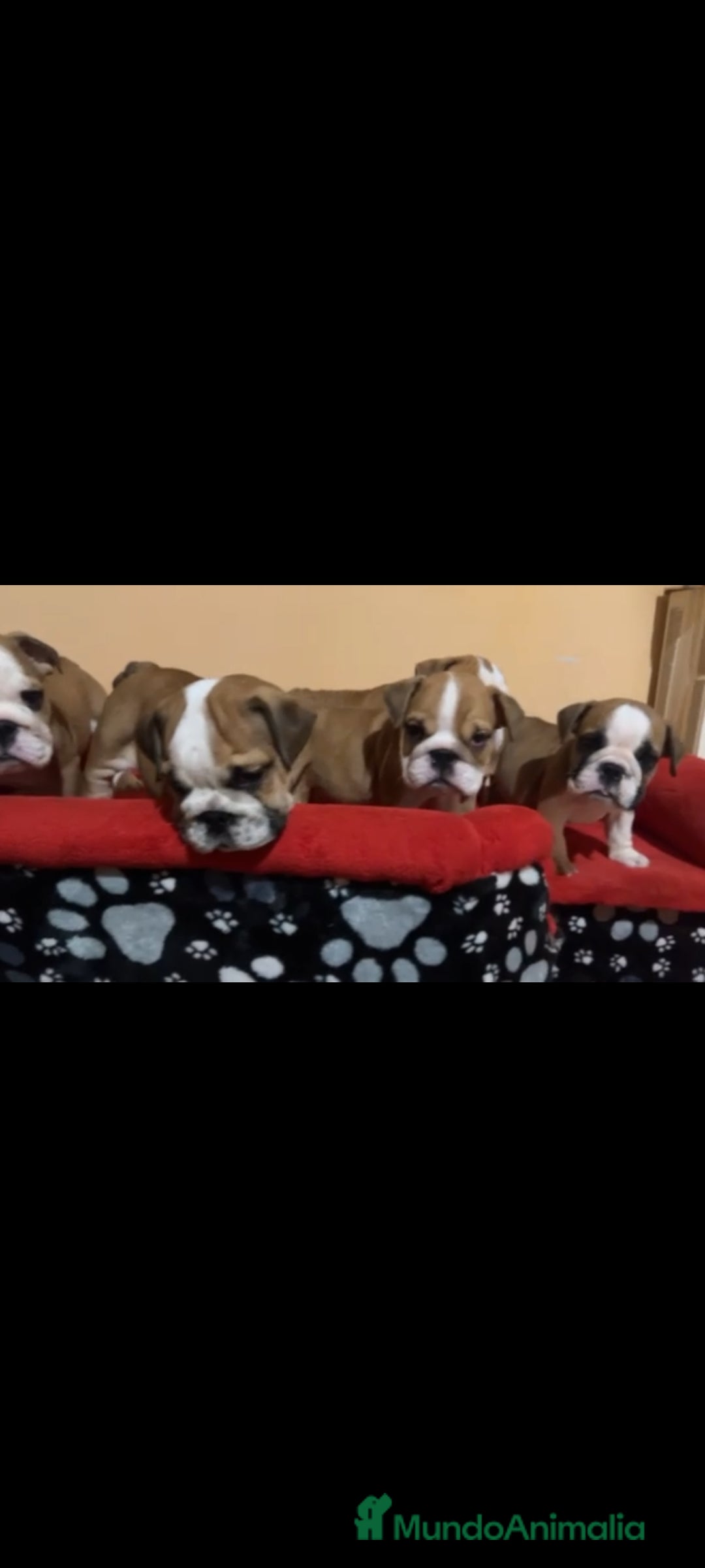 Bulldog Inglés perros en venta: Bulldog ingles  - Imagen 2