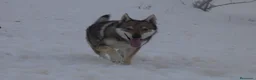 Perro Lobo Checoslovaco perros en venta: Preciosa hembra perro lobo - Anuncio 2