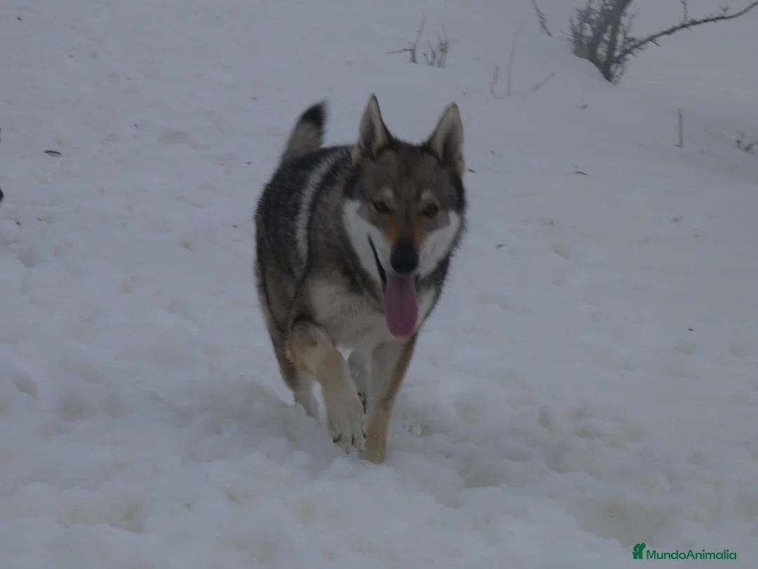 Perro Lobo Checoslovaco perros en venta: Preciosa hembra perro lobo - Anuncio 2