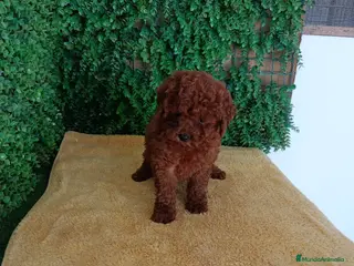 Caniche Toy perros PRECIOSOS CANICHE ROJO LINEA TOY - Anuncio 1