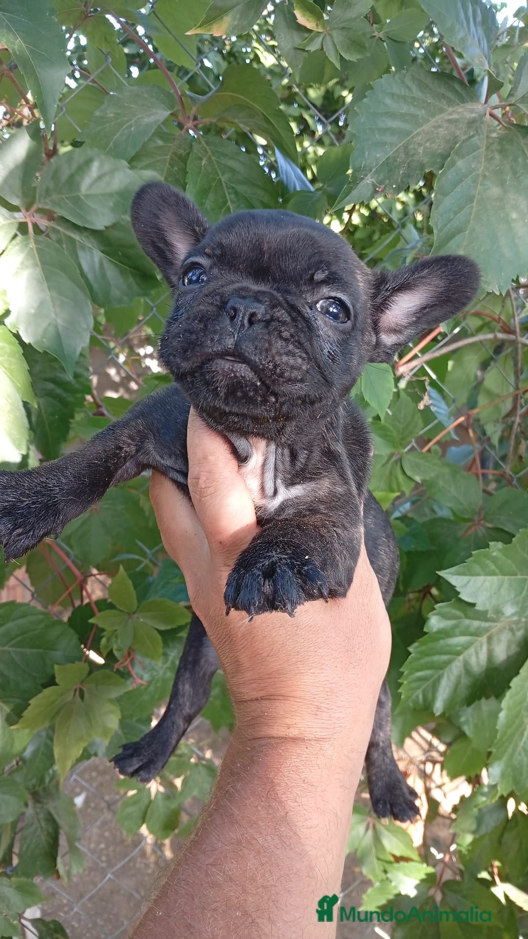 Bulldog Francés perros en venta: Bulldog Francés Hembra - Imagen 3