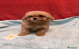 Shihpoo perros en venta: Monísima ShihPoo  - Imagen 4