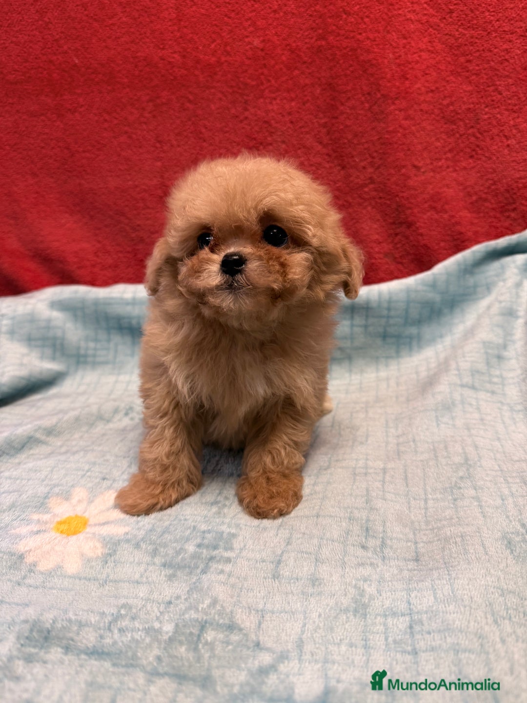 Shihpoo perros en venta: Monísima ShihPoo  - Imagen 4