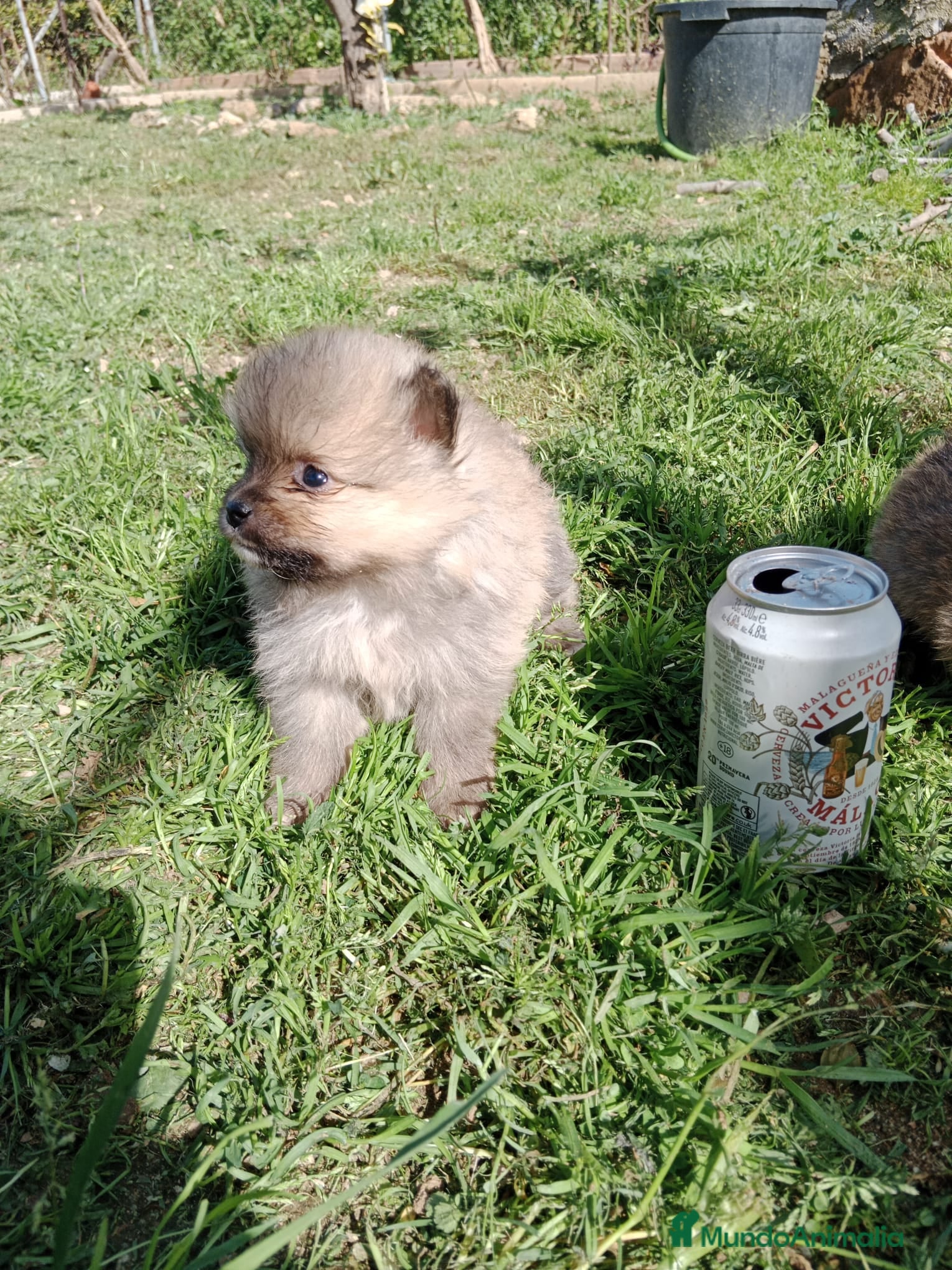 Pomerania perros Camada de Pomerania Toy  en Granada - Anuncio 2
