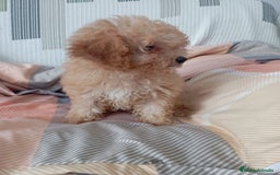 Caniche Toy perros en venta: Caniche toy  - Imagen 3